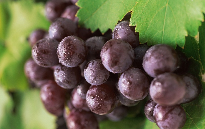 “葡萄美酒夜光杯”，敦煌陽關(guān)葡萄最甜美