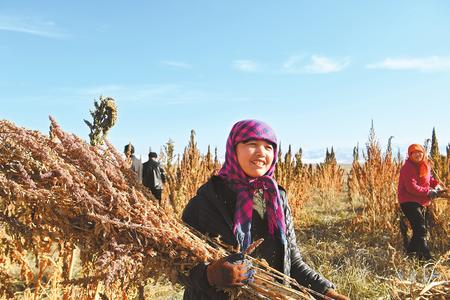 藜麥香飄新家園——天?？h易地扶貧搬遷工作掠影