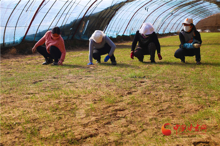 【甘肅全民戰(zhàn)“疫”】張掖山丹：春來(lái)花開早  防疫不誤農(nóng)