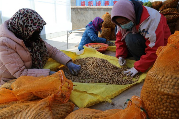 了不起！甘肅定西馬鈴薯良種出口7個國家
