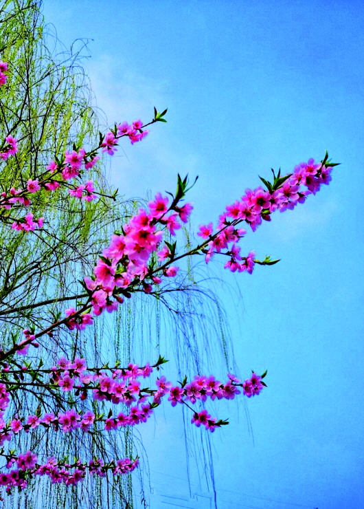 銅城桃花嫵媚綻放！君莫宅家辜負春光美景