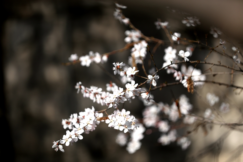 海報(bào)|花開(kāi)隴原，甘肅這些景區(qū)正在復(fù)蘇！