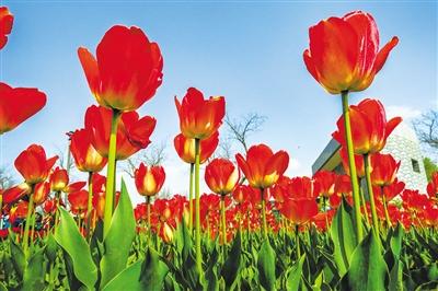 【春暖花開(kāi)旅游季】永靖郁金香：來(lái)一次最美邂逅