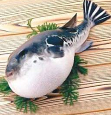 蘭州市市場監(jiān)督管理局發(fā)布通告禁止違法加工、經(jīng)營河豚魚