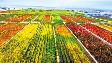 拉開架勢興產(chǎn)業(yè)——武威天?？h發(fā)展特色農(nóng)業(yè)綜述