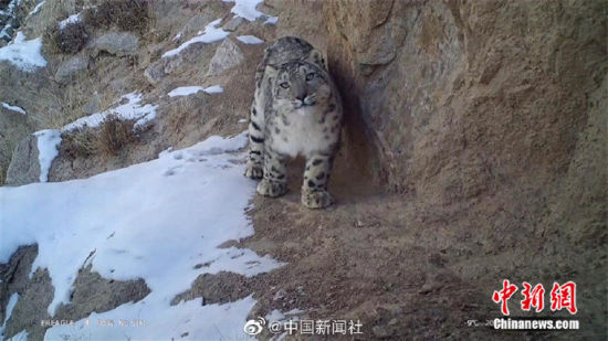 精靈漫步！甘肅阿克塞祁連山深處現(xiàn)雪豹身影