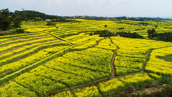 千余畝油菜花盛開。廖濤 攝