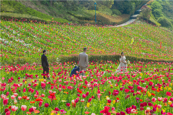 花海間，拍上一組美美的婚紗照。羅云希 攝