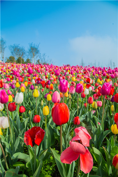 花的海洋。羅云希 攝