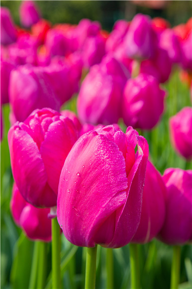 郁金香嬌艷欲滴。羅云希 攝