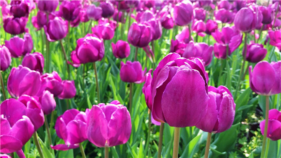 紫色郁金香。華龍網(wǎng)—新重慶客戶端袁舒含 攝