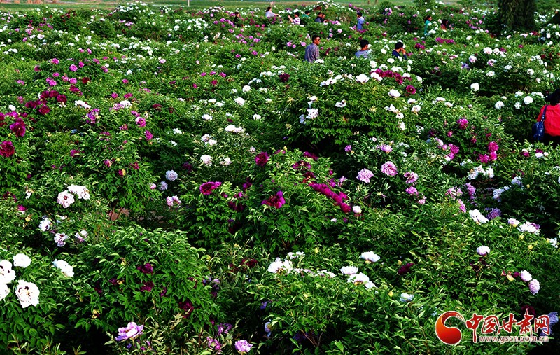 閱盡繁花盛景！定西文旅邀您共赴“紫斑牡丹”之約