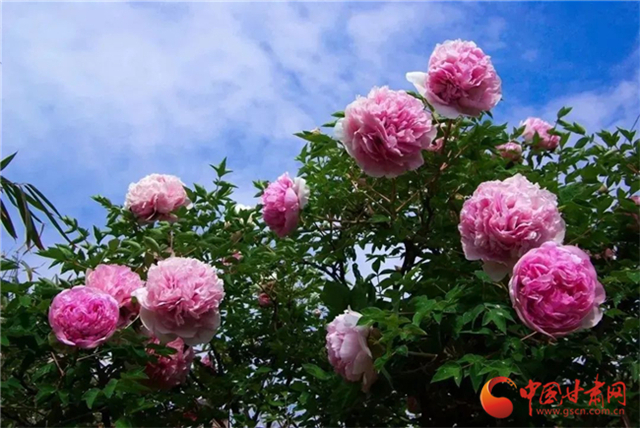 【五一游甘肅】暢游“臨洮縣紫斑牡丹文化旅游節(jié)”，這份攻略請收下！