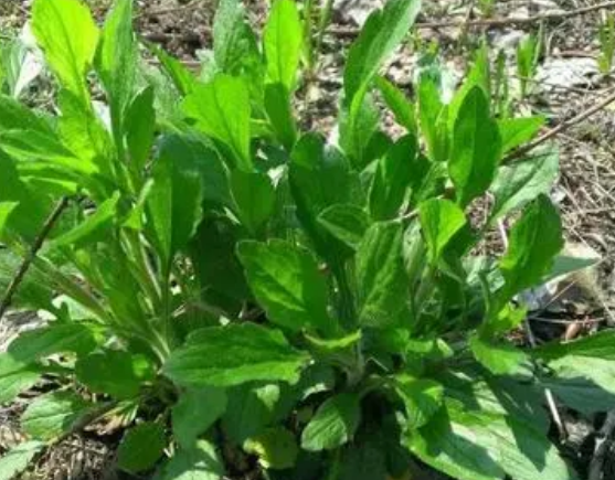 注意！路邊的野菜可不能亂采