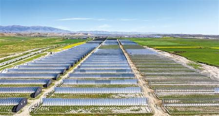 武威天?？h松山鎮(zhèn)德吉新村秀珍菇科技產(chǎn)業(yè)園初具規(guī)模