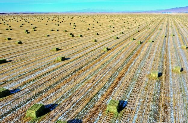 【“飛閱”中國(guó)】瞰！山丹馬場(chǎng)撒“青豆”