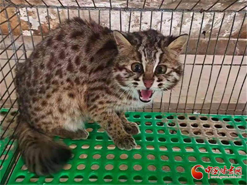 甘肅靈臺警方成功救助一只國家二級重點(diǎn)保護(hù)野生動(dòng)物豹貓