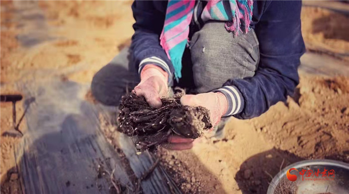 【隴拍客】好消息！榆中縣馬坡鄉(xiāng)在高海拔的馬銜山山麓種植1500畝當(dāng)歸