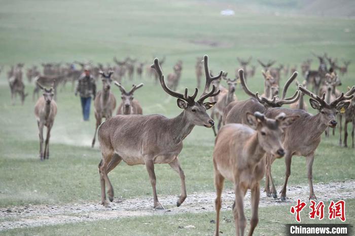 圖為肅南縣馬鹿養(yǎng)殖場內的鹿群?！钇G敏 攝