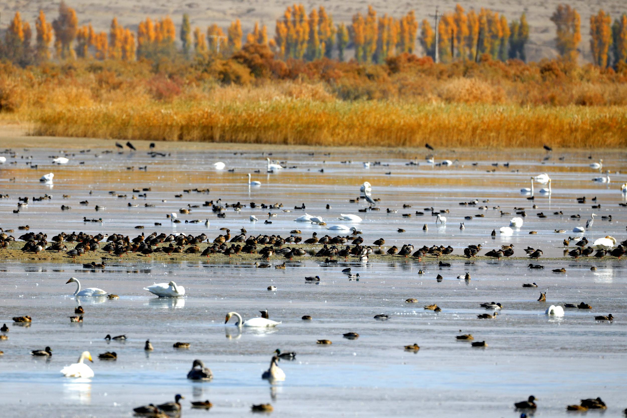 天鵝飛抵高臺(tái)縣黑河濕地嬉戲覓食、棲息越冬。尹昭霞攝