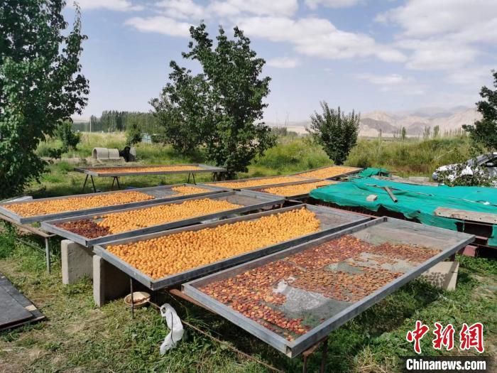 圖為肅北蒙古族自治縣的“李廣杏”。(資料圖) 受訪(fǎng)者供圖