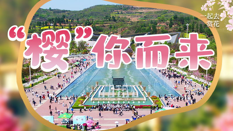 海報|春色爛漫，一組海報“云賞”櫻花盛開