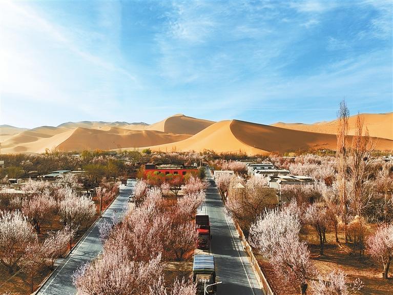 近日，敦煌鳴沙山下的李廣杏杏花陸續(xù)開放，美如畫卷。新甘肅·甘肅日報(bào)通訊員　張曉亮