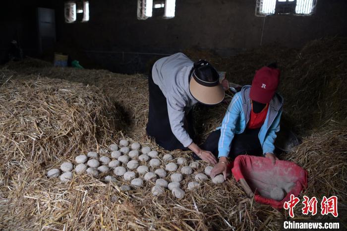 酒曲成型之后入曲房，入室之前要灑水，再鋪青稞草，防止曲塊的水分被吸走，曲房內(nèi)有通風(fēng)道、窗戶、暖氣、電熱爐等各種控制曲房溫度的設(shè)備。圖為5月10日，工作人員將成型的曲塊搬運(yùn)到曲房。九美旦增　攝