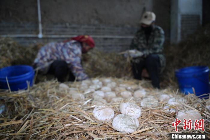 酒曲從曲坯入房培養(yǎng)到培養(yǎng)結(jié)束，整個培養(yǎng)周期控制在4至8天，曲坯的要求光滑，軟硬適宜，手按曲坯不松散，結(jié)實(shí)，薄厚一致。圖為5月10日，工作人員準(zhǔn)備將培養(yǎng)好的曲坯拿到外面晾曬。九美旦增　攝