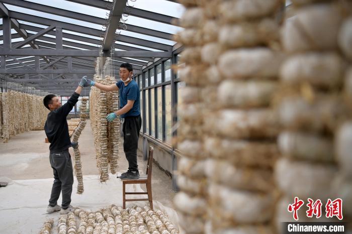 圖為5月10日，工作人員將用青稞面和青稞草等制成的曲坯用繩子串起來晾曬。九美旦增　攝