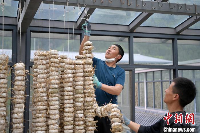 圖為5月10日，工作人員將用青稞面和青稞草等制成的曲坯用繩子串起來晾曬。九美旦增　攝