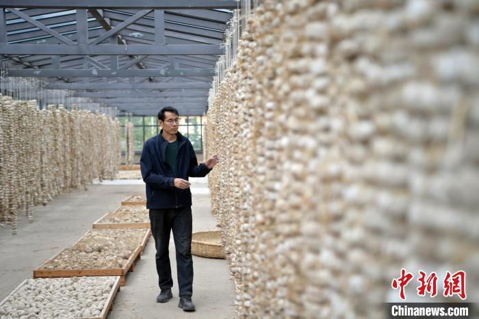 圖為5月10日，工作人員檢查晾曬的曲胚。九美旦增　攝