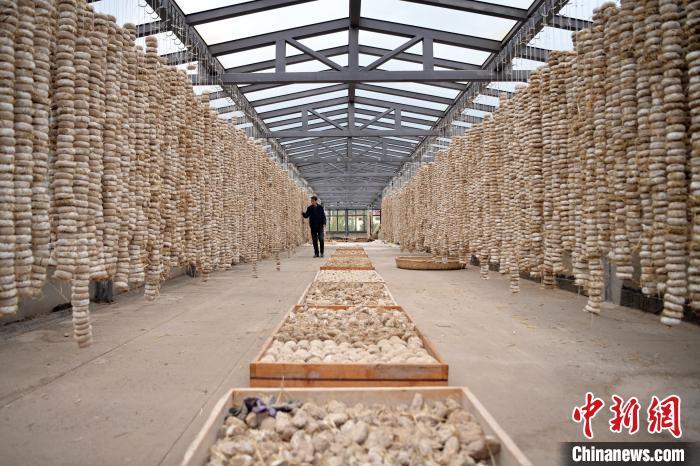 圖為5月10日，工作人員檢查晾曬的曲胚。九美旦增　攝