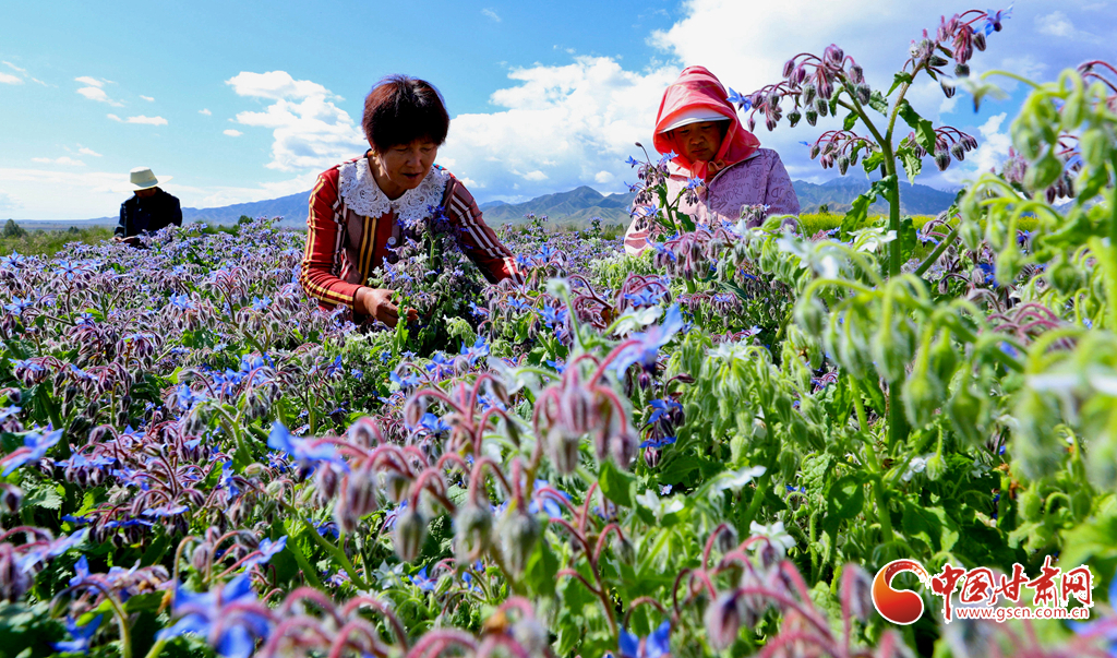 高臺(tái)：“小制種”繁花似錦