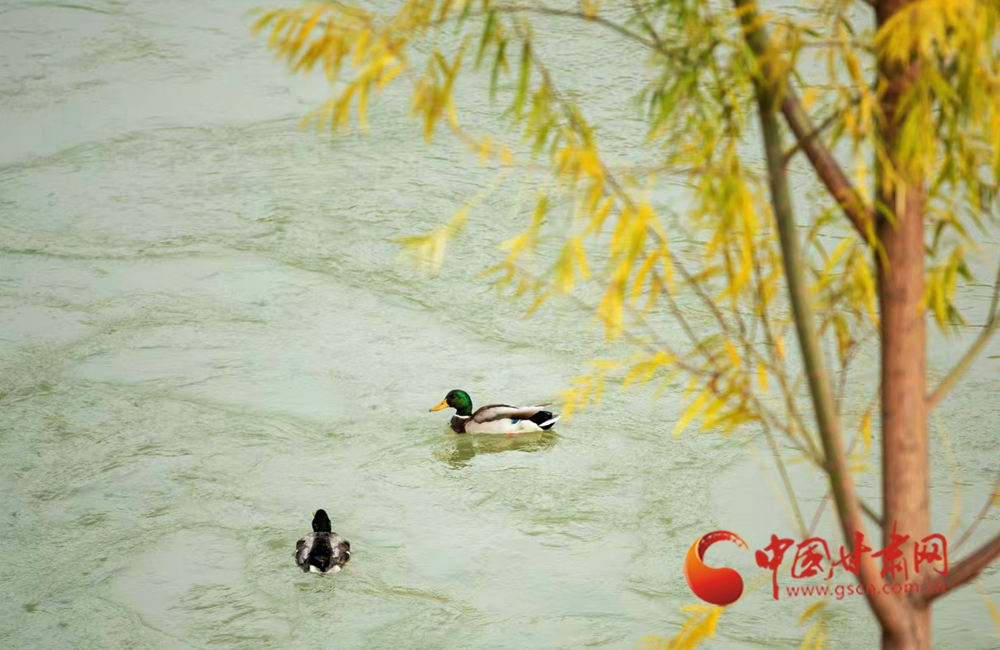 隴原春動(dòng)·隴拍客丨永靖春日 萬物有聲