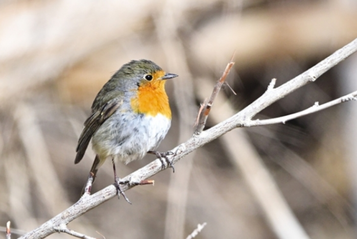 “明星鳥類”現(xiàn)身瓜州