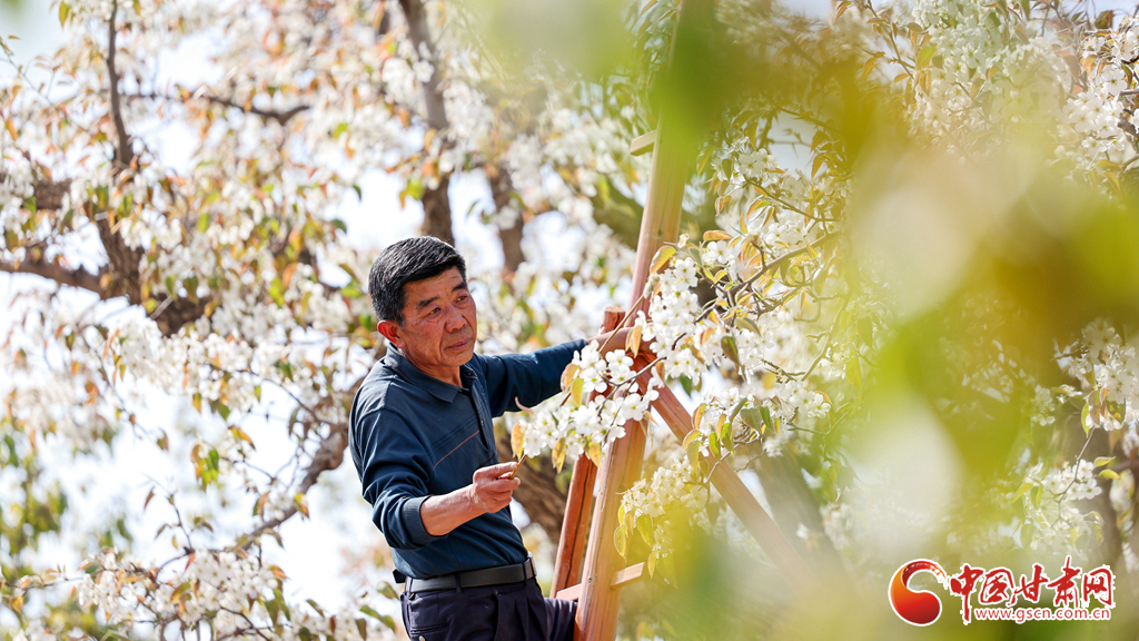 春動(dòng)隴原丨蘭州什川：梨花盛 授粉忙